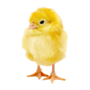 broiler chick